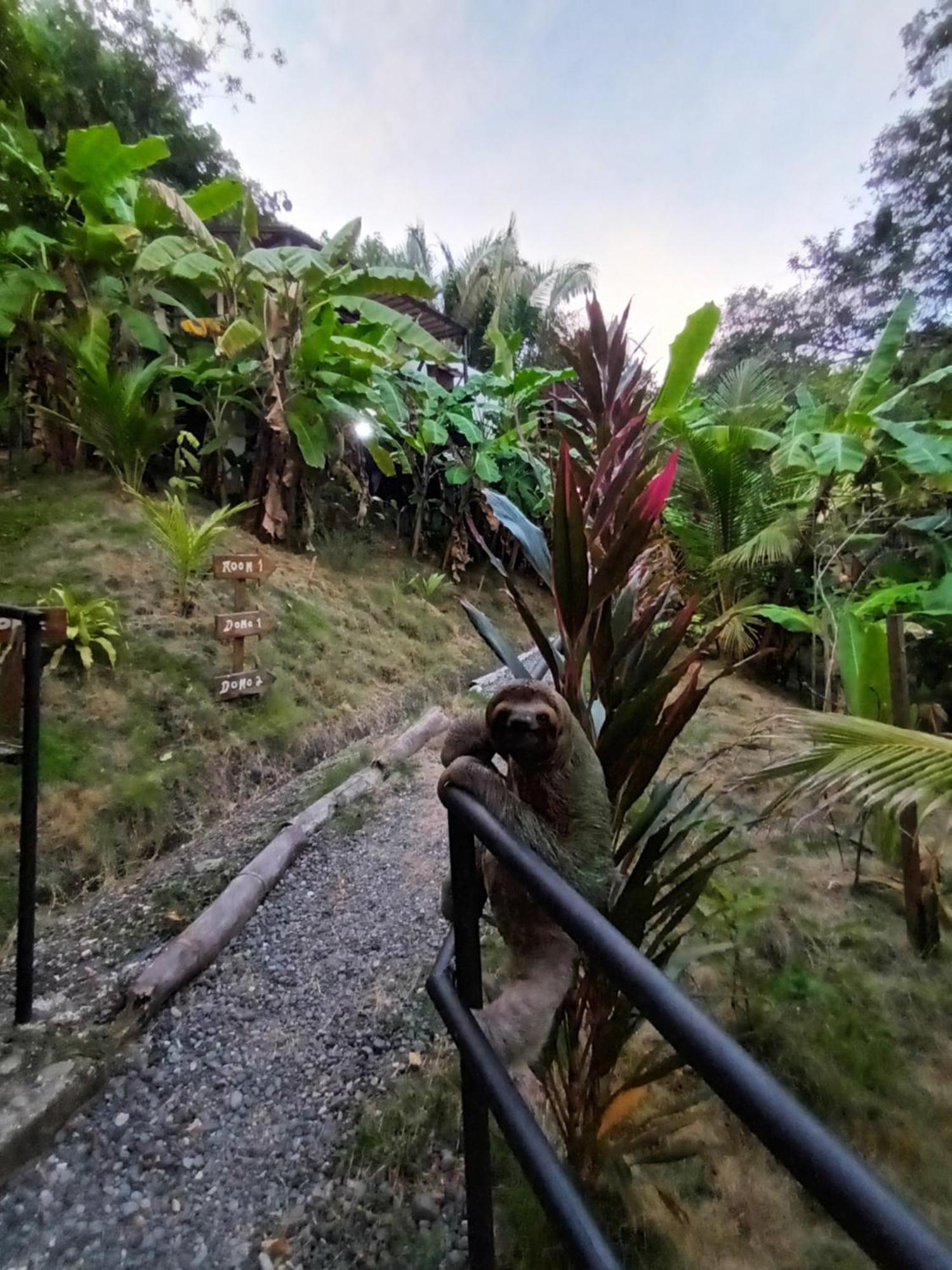 Glamping Tomaselli Otel Manuel Antonio Dış mekan fotoğraf